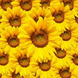 Fotoroleta świeży kwiat słonecznik ogród natura