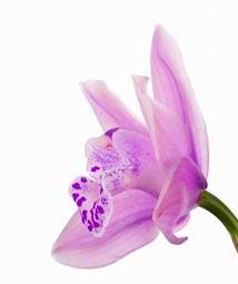 Naklejka roślina kwiat storczyk kwiatowy flora
