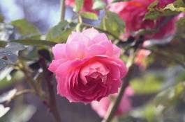 Obraz na płótnie ogród roślina rosa