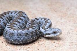 Obraz na płótnie wąż trucizna żmija niebezpieczeństwo