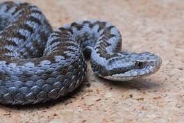 Fototapeta wąż gadowi mity niebezpieczeństwo skóra