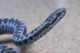 Naklejka wąż trucizna żmija niebezpieczeństwo strach