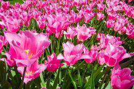 Fotoroleta pink tulips open under the sun. all tulips are open and leaned silightly to same direction. tulips are shining under the sun.
