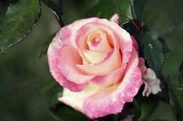 Naklejka sztuka rosa natura kwiat