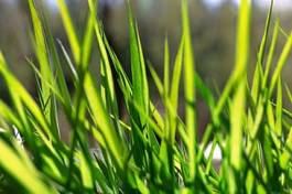Naklejka trawa natura roślina