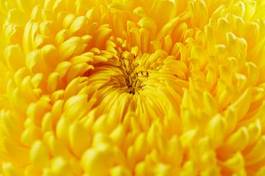 Obraz na płótnie chryzantema świeży wzór kwiat piękny