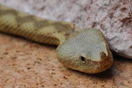 Naklejka wąż mity żmija gadowi
