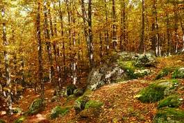 Fototapeta las drzewa szczyt jesień pionowy