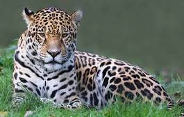 Plakat kot zwierzę kolumbia tygrys jaguar