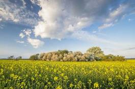 Obraz na płótnie świeży niebo natura rolnictwo wieś