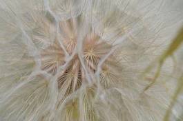 Obraz na płótnie kwiat roślina dziki preria mniszek