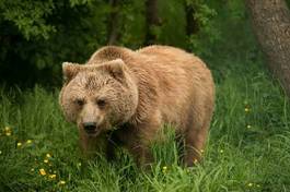 Fotoroleta niedźwiedź ssak zwierzę zoo mocny