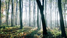 Obraz na płótnie drzewa las cień