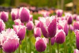 Fotoroleta ogród fiołek rosa piękny tulipan