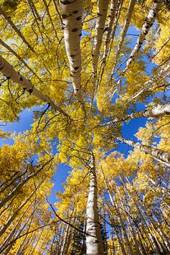 Fototapeta jesień bezdroża drzewa piękny