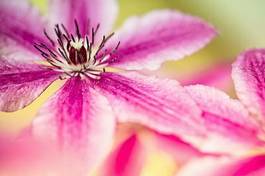 Fototapeta kwiat słońce fiołek fioletowy różowy