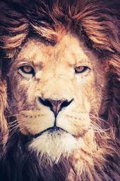 Obraz na płótnie lew natura dziki król kot