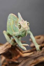 Naklejka kameleon zielony iguana