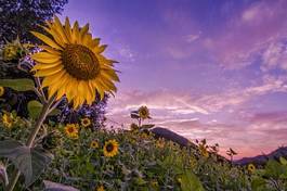 Fototapeta słonecznik słońce lato viola żółty
