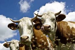Fototapeta mleko bydło krowa zwierzę