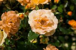 Fotoroleta feuerrote rosen