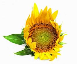 Fotoroleta sunflower on a white background