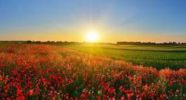 Naklejka mak słońce wiejski kwiat lato