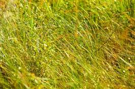 Obraz na płótnie trawa lato pole wiejski
