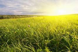 Naklejka wiejski trawa spokojny lato natura