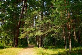 Plakat las ścieżka drzewa jesień park