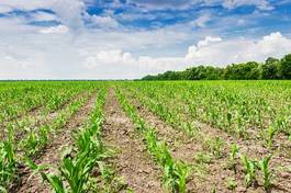 Obraz na płótnie plantings of young corn