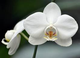 Fotoroleta storczyk kwiat cymbidium