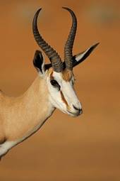 Naklejka republika południowej afryki safari pustynia fauna