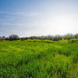 Obraz na płótnie beautisul summer green fields
