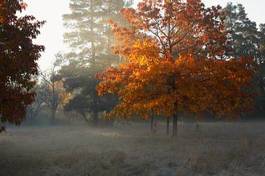 Fotoroleta drzewa jesień pejzaż