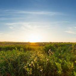 Naklejka panoramiczny pole trawa pastwisko