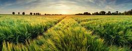 Naklejka łąka niebo panoramiczny rolnictwo