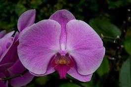 Fototapeta tropikalny kwiat różowy podróż fioletowy