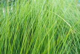 Naklejka łąka spokojny natura trawa roślina