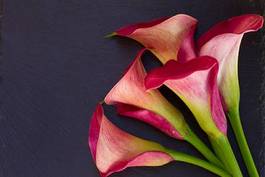 Fotoroleta piękny roślina egzotyczny natura kwiat