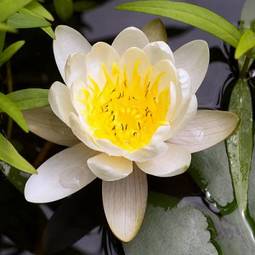 Naklejka roślina kwitnący kwiat woda lato