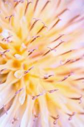 Fototapeta lato natura świeży pyłek ogród