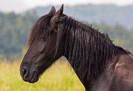 Fotoroleta ssak zwierzę koń