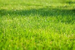 Obraz na płótnie trawa szczyt widok ogród