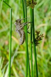 Obraz na płótnie łąka zwierzę słoma trawa makro