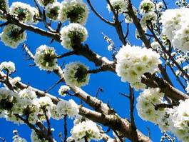 Naklejka wiśnia kwiat błękitne niebo roślina morela