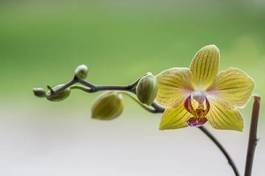 Fotoroleta kwiat roślina storczyk pąk storczykowate