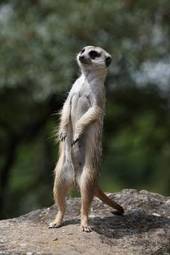 Plakat natura republika południowej afryki zwierzę ssak