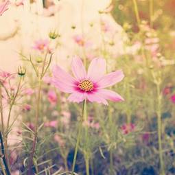 Naklejka retro kwiat piękny lato jesień