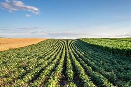 Obraz na płótnie soybean field